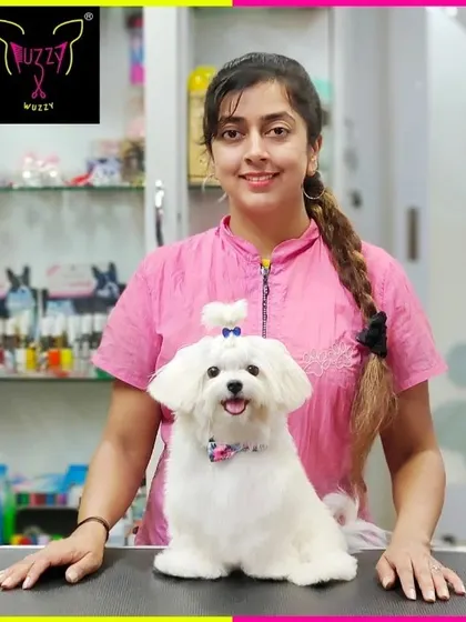 Cute little Shifu after his summer spa session. This Maltese haircut is designed for easy maintenance while keeping him looking his best.