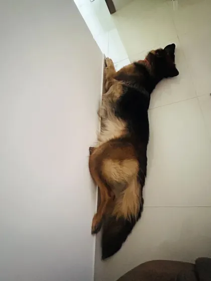 Another angle of our sleepy German Shepherd. We ensure they have quiet spaces to get undisturbed rest.