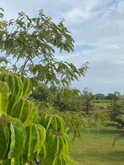 The vibrant green of the foliage under a clear sky is a common sight here. I believe that being surrounded by nature is the first step towards inner balance.