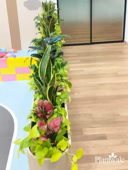 A top-down view of the planter, showing the rich variety of plants used. This mix includes Snake Plants, Aglaonema, and Money Plants, all chosen for their aesthetic appeal and suitability for indoor environments.