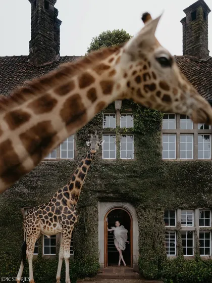 A playful and dynamic shot from our Giraffe Manor series. The giraffe's head moving into the frame adds a sense of spontaneous joy and makes the photo feel alive and full of personality.