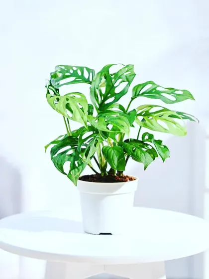 The Monstera Adansonii, also known as the Swiss Cheese plant, is a modern favorite. Its unique leaves with natural holes add a stylish touch to any desk or shelf.