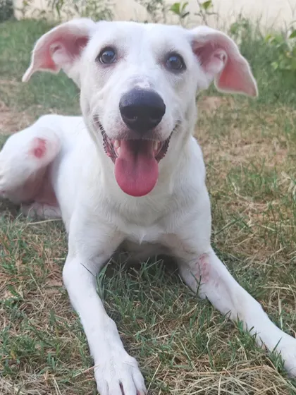 This is Pippa, an Indie pup with sensitive skin. We provided a medicated bath as part of her grooming to help with her skin infections, tailoring our service to her specific health needs.
