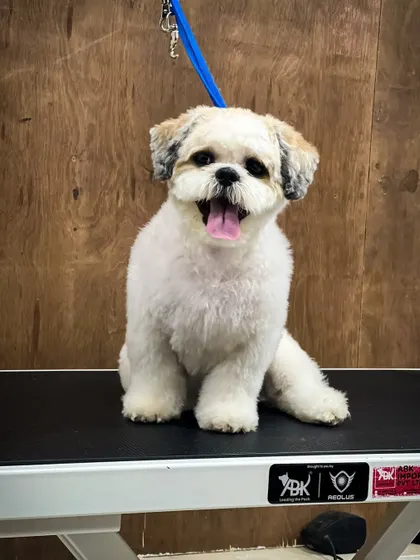 This is Chotu, the little monster, looking very happy after his puppy cut. The smile says it all.