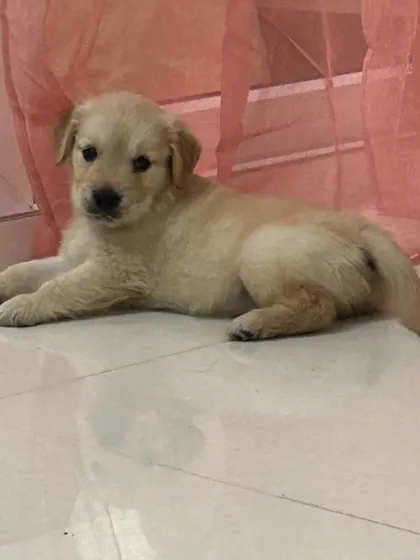 A quiet moment for this adorable Golden Retriever puppy. We provide a calm environment to balance out the exciting playtime.