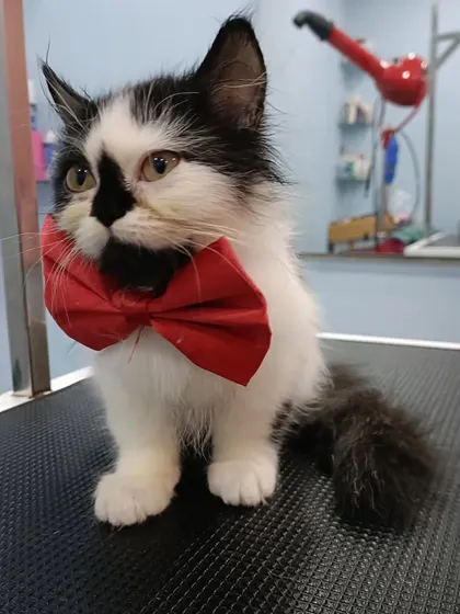 This is a boy named Boy, a Persian kitten, looking absolutely adorable in his big red bow tie after his first grooming.