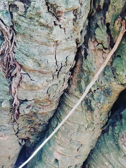 The magnificent, textured bark of an old tree in Cubbon Park. We encourage children to look closely at these details, appreciating the age and wisdom of our city's trees.