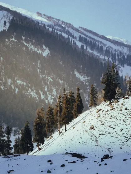 The majestic, snow-covered slopes of the Himalayas in Kashmir, with a line of pine trees creating a beautiful pattern.