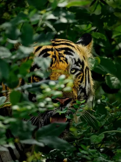 Peeking through the dense foliage, a tiger's gaze is a powerful reminder that in the jungle, you are always being watched. This image from Tadoba highlights their mastery of camouflage.