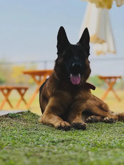 This German Shepherd is resting regally in the grass, taking in all the sights and sounds of the camp.