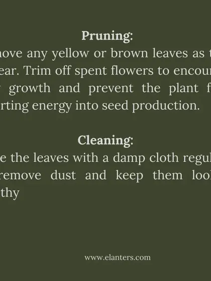 Peace Lily Care Part 3: Pruning and Cleaning. Regularly remove yellow leaves and spent flowers to encourage new growth. Wiping the leaves with a damp cloth keeps them healthy and dust-free.