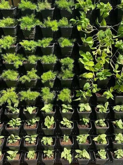 A detailed shot of a living wall section, featuring delicate dill and lush money plants. Each pot contributes to the overall design, creating a healthy and beautiful micro-ecosystem.