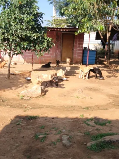 The outdoor area at Sarvoham, where dogs get to socialize and relax in a safe, open space. Environments like this are vital for the physical and mental well being of shelter animals.