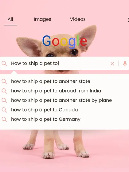 "How to ship a pet" is a common search for a reason. It's complicated. This image shows the questions many pet owners have, and we are here to provide the expert answers and services.