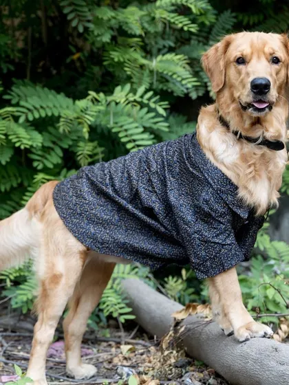 Simba the golden retriever shows off his modeling skills, posing on a log in a stylish black hoodie.