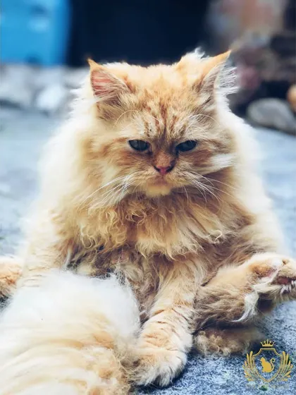 Mr. Fluffy, a handsome ginger cat, sits in a relaxed pose, showing off his magnificent tail. We give even the shyest cats the space they need to feel comfortable.