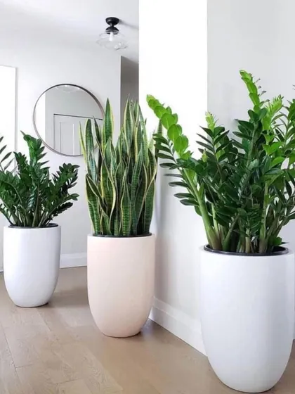 A trio of popular indoor plants, including the ZZ plant and Snake plant, in minimalist white pots. These are great for modern interiors and are very low-maintenance.