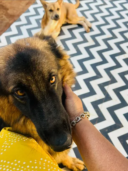 A close-up of a German Shepherd's soulful eyes as he gets some love.