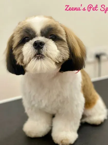 A beautiful example of a Shih Tzu teddy bear cut. This style involves leaving the fur slightly longer and rounded for a soft, cuddly appearance.