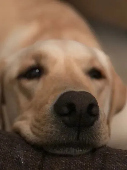 A thoughtful moment with Comet. It's amazing to see their personalities develop over the years.