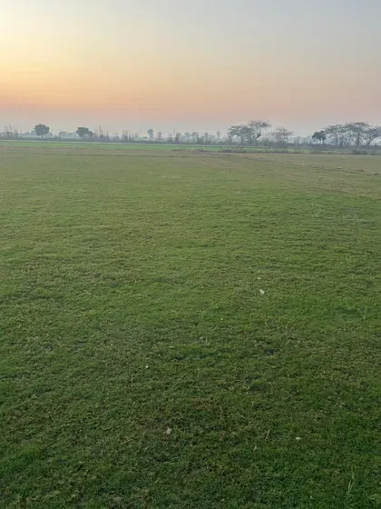 A wide expanse of my natural grass farm. I have acres of land dedicated to growing different varieties of turf.