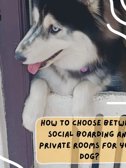 Wondering whether to choose social boarding or a private room? It all depends on your dog's personality. We can help you decide what's best for a happy and stress-free stay.