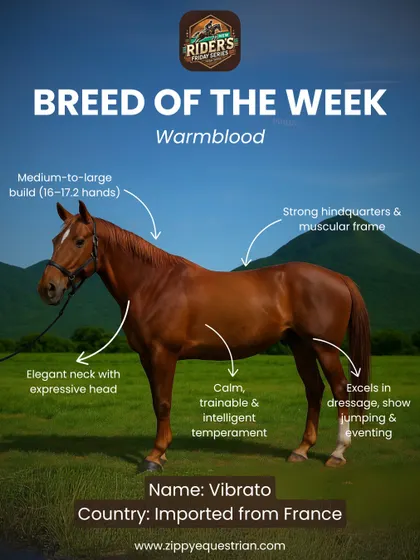 Knowledge is power. We believe in educating our riders about every aspect of their equine partners, like understanding the traits of different breeds such as the versatile Warmblood.
