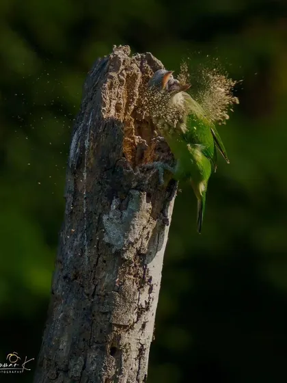 A dramatic shot of the White-Cheeked Barbet at work, with wood dust exploding from the nest hole. The dark background emphasizes the action.