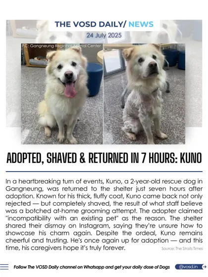 A two-year-old rescue dog named Kuno was adopted, shaved, and returned to a shelter in just seven hours. Despite the ordeal, the cheerful dog is up for adoption again, with his caregivers hoping for a true forever home.