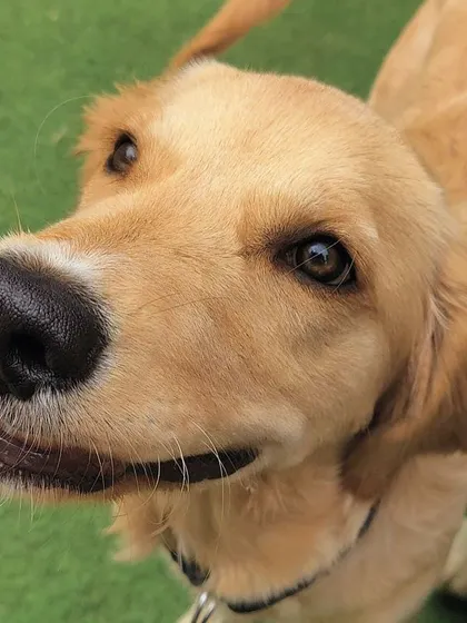 A curious Golden Retriever looking up, perhaps waiting for a treat or a pat. We give out plenty of both here!