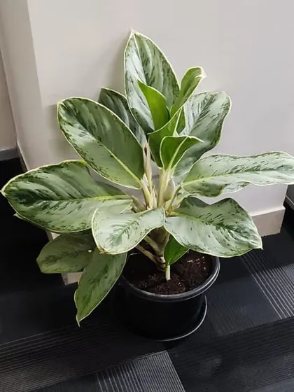 An Aglaonema, or Chinese Evergreen, delivered as part of our corporate plant rental service. Its striking variegated leaves thrive in indoor office lighting.