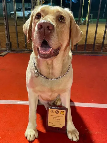 A close-up of a happy Labrador with his prize.