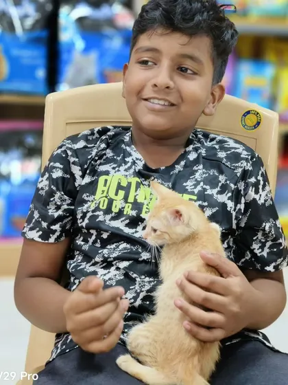 The pure joy of a child meeting a tiny ginger kitten at our cat adoption drive. Events like these are so important for teaching empathy and creating the next generation of animal lovers.