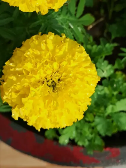 An overhead shot of a yellow marigold in a pot.