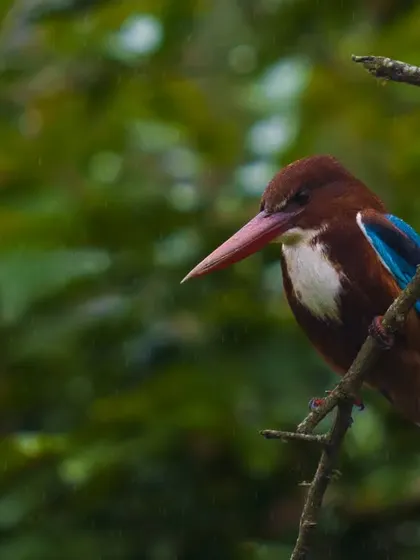 A White-throated Kingfisher perched in a dense green forest setting. The rich colors and moody lighting give this portrait a cinematic feel.