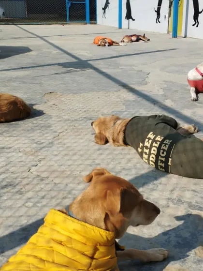 Our Chief Cuddle Officer taking his job very seriously, leading the pack in a group nap session.