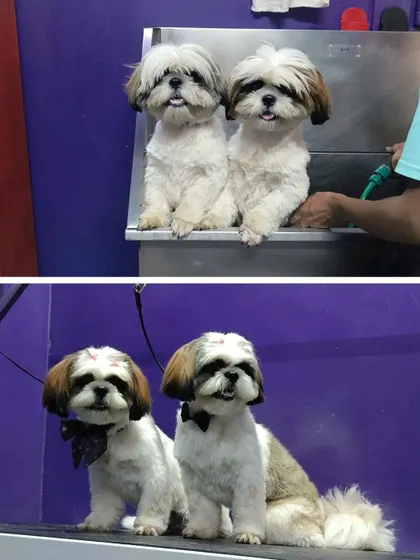 A before and after collage of two Shih Tzu friends getting their spa day together.