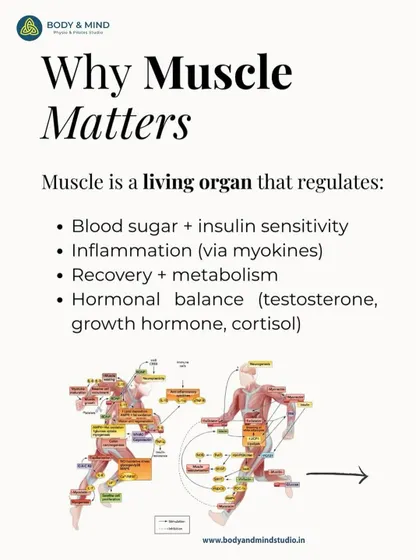 This infographic details why muscle matters. As a living organ, it regulates blood sugar, inflammation, and hormonal balance. Understanding this is key to appreciating movement as a form of medicine.