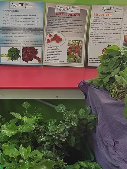 Freshly harvested leafy greens and informational posters at the student-run farmers market. We empower students with knowledge about the nutritional value of the food they grow.
