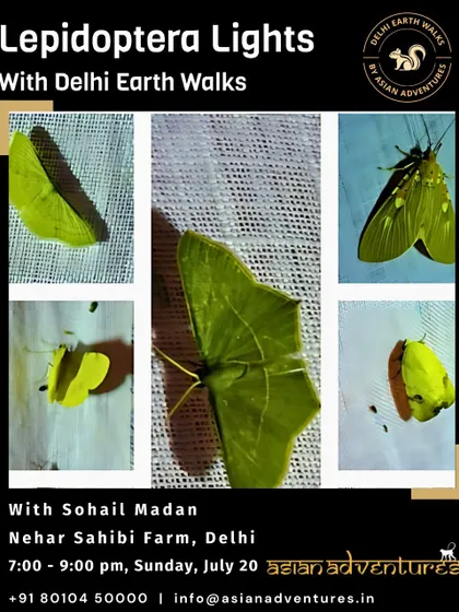A collage of vibrant green moths seen during our "Lepidoptera Lights" event. These images demonstrate the stunning beauty and variety of moths you can discover on our guided night walks.
