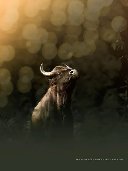 A majestic Gaur, or Indian Bison, is captured in a dramatic pose with beautiful backlighting and bokeh. This wildlife portrait highlights the strength and beauty of one of Karnataka's largest native animals.