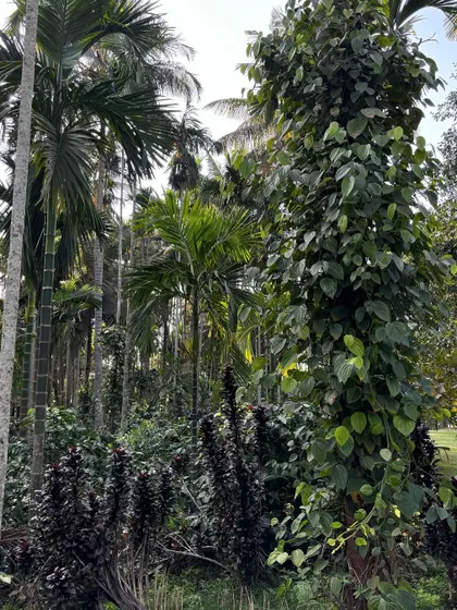 A lush, natural landscape filled with towering Areca palms and other tropical foliage. This is the kind of wild, untamed beauty that inspires our work and that we strive to recreate in our designs.