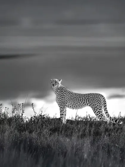 Getting low to the ground creates a dramatic perspective. In monochrome, this cheetah on a ridge becomes a timeless silhouette, a ghost of the savannah against a moody sky. This technique is something I teach to add drama to your shots.