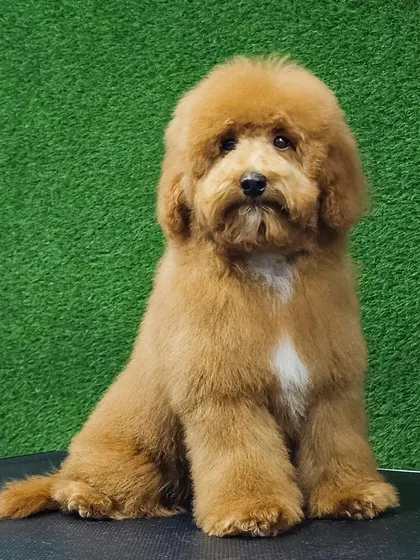 This fluffy Golden Doodle has a beautiful, soft coat that looks its best with a teddy bear trim. This style keeps the fur manageable while maintaining a cute, cuddly look.