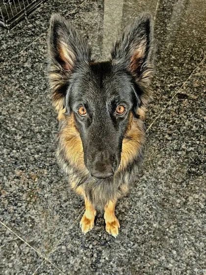 The intense, focused gaze of a well-trained German Shepherd. Duggu's stability is the anchor of my multi-dog household.