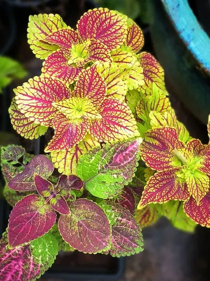 Colors that never fade. The vibrant leaves of the Coleus plant provide color all year round, with endless combinations of green, pink, and yellow.