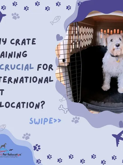 Crate training is one of the most important steps for a successful international relocation. A pet who is comfortable in their crate will experience significantly less stress during the journey.