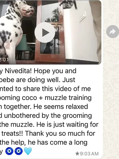 This is a proud moment from an online client. Coco, a Dalmatian with a history of resource guarding, is now relaxed during grooming while wearing a muzzle, a huge step we achieved together remotely.