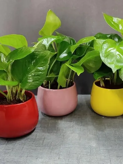Our small, vibrant ceramic pots are perfect for adding a pop of color to any desk or shelf. This collection shows a variety of easy care indoor plants like Pothos, ready to be gifted or to brighten your own space.