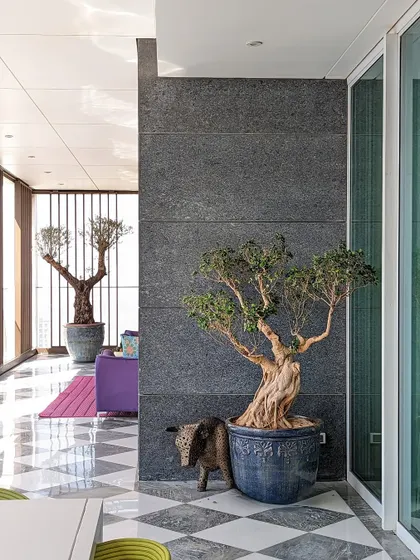 Large statement plants transform a space. Here, a gnarled Bonsai and a mature Olive Tree act as bold, stylish focal points in a modern interior.